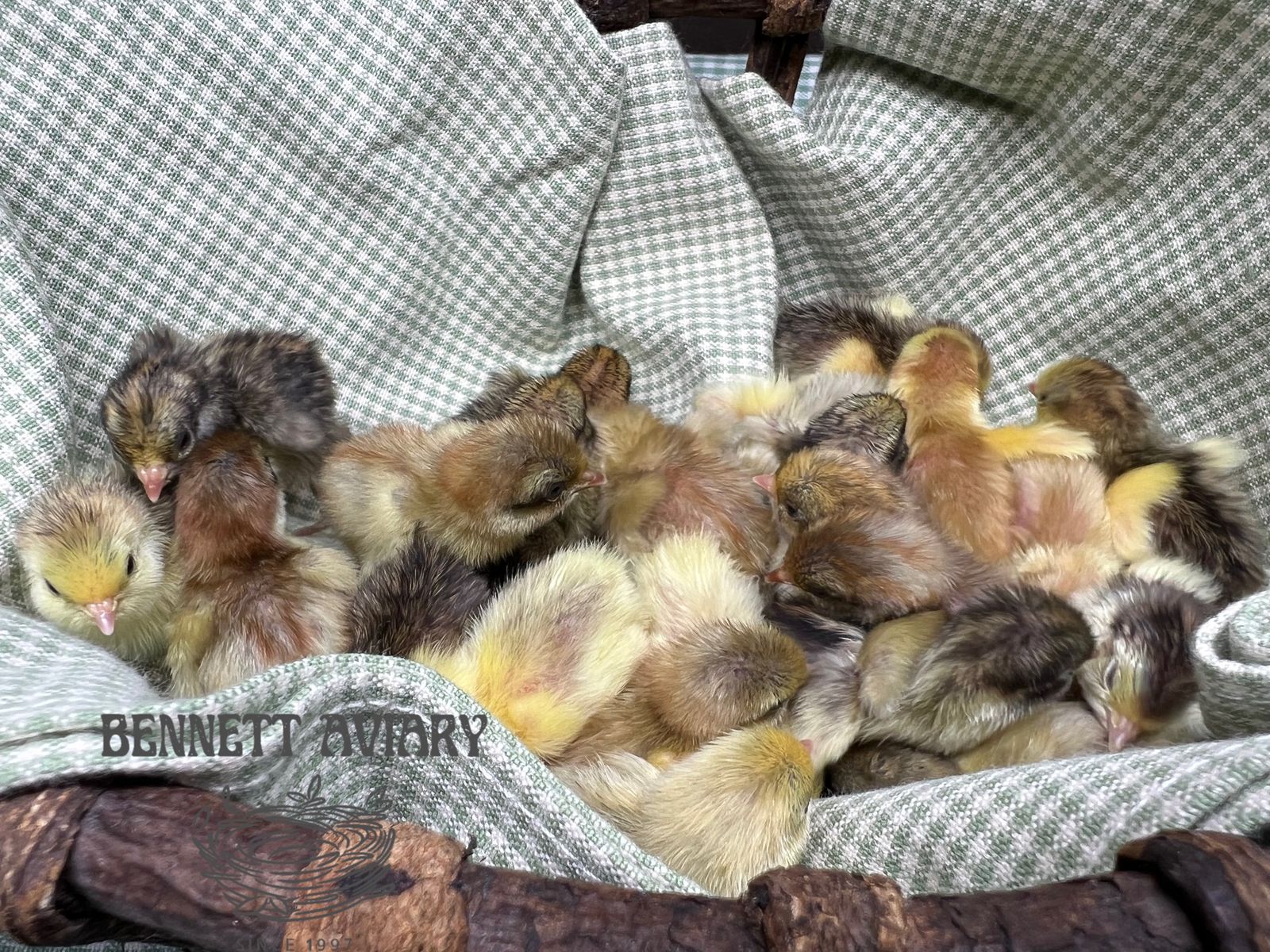 Fresh Baby Button Quail