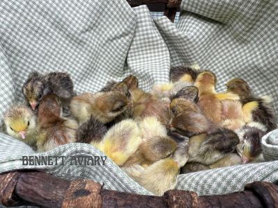 Fresh Baby Button Quail