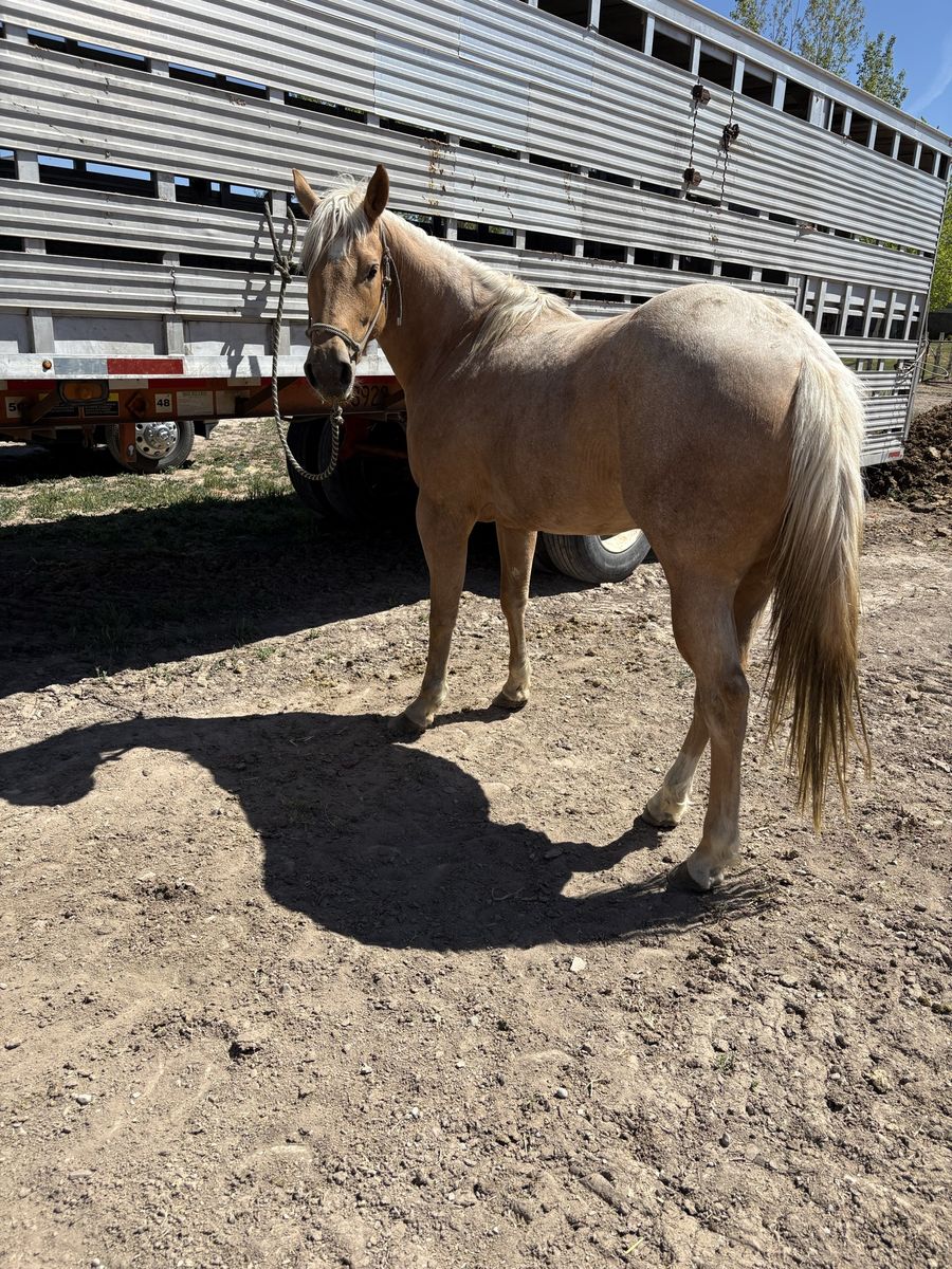 2 year old grade filly