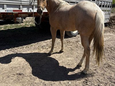 2 year old grade filly