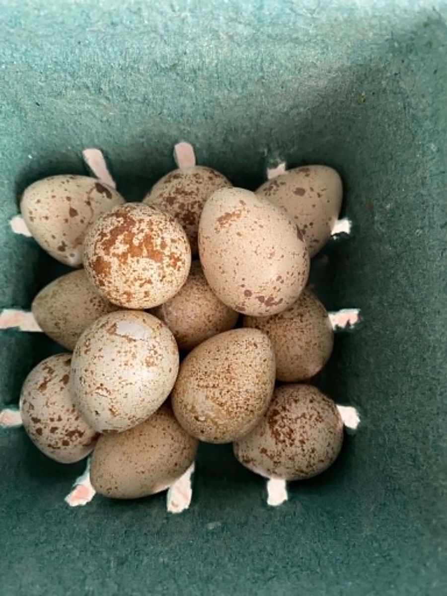 California Valley quail eggs