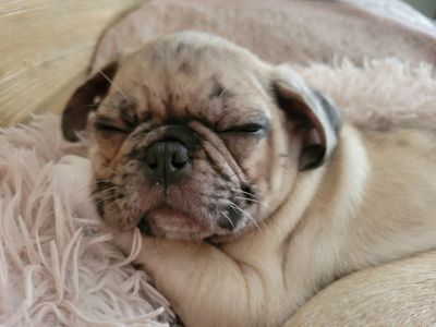 Exotic Dna tested Pug Puppies
