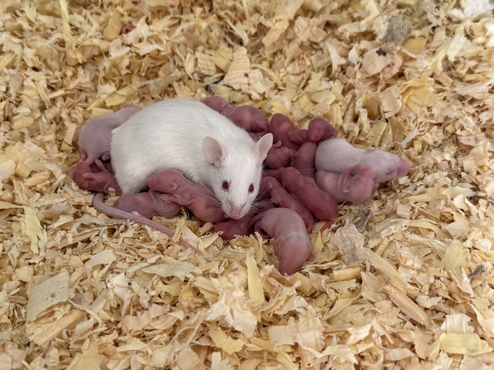 Large and Jumbo frozen mice