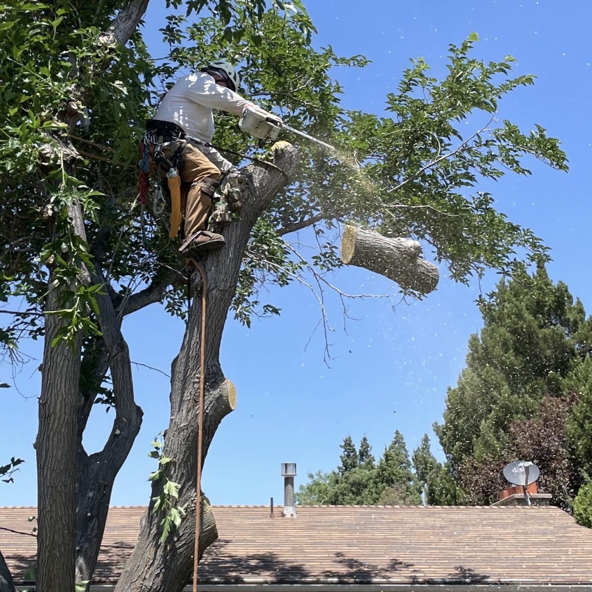 Licensed & Insured Tree Trimming & Removal