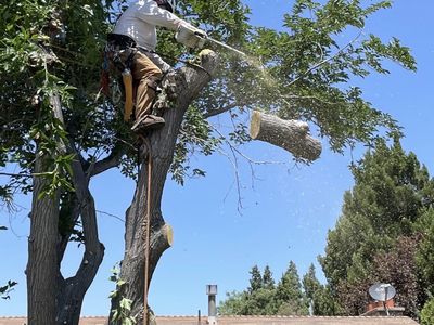 Licensed & Insured Tree Trimming & Removal