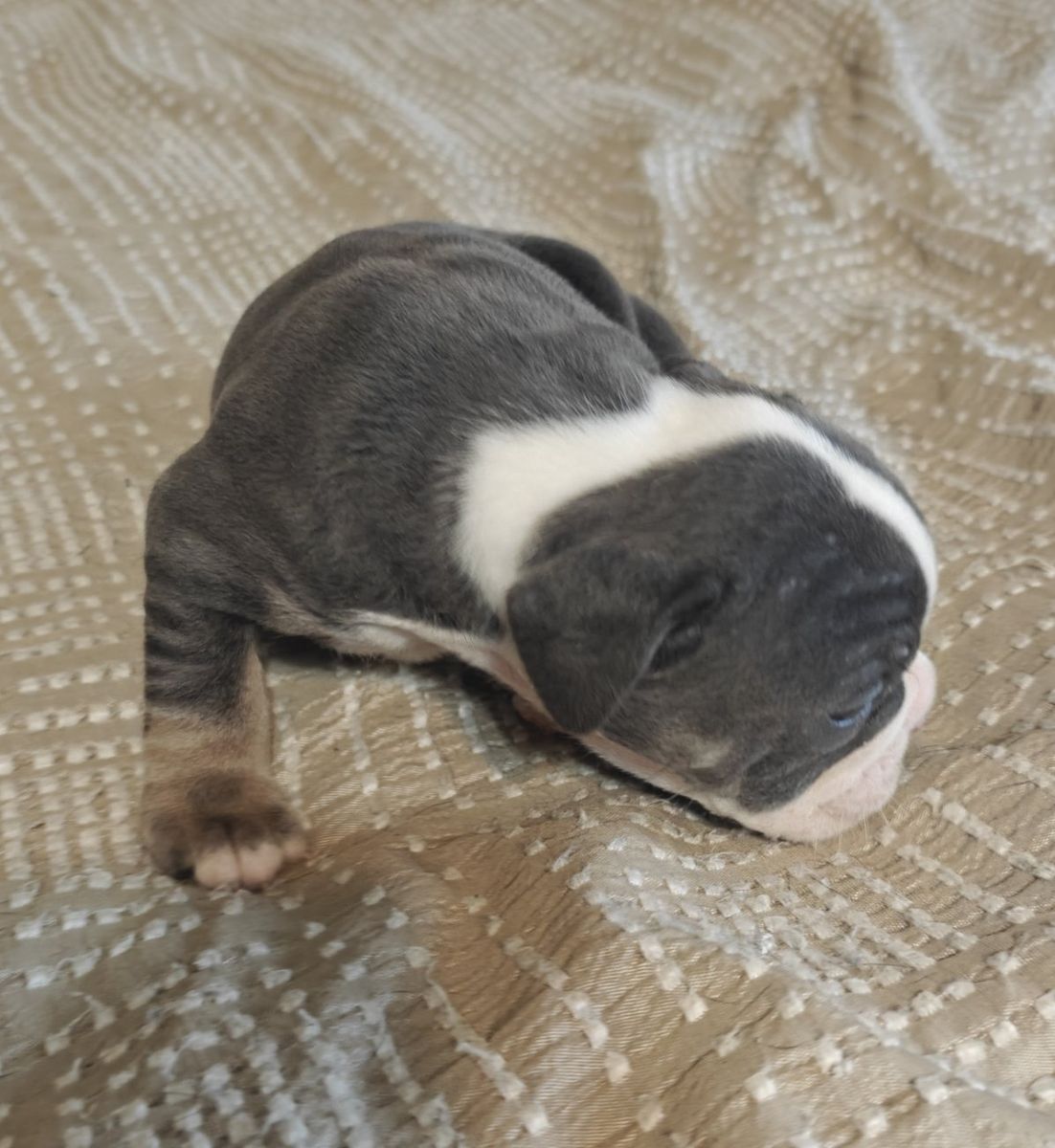 IOEBA registered Olde English Bulldog puppies