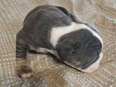 IOEBA registered Olde English Bulldog puppies