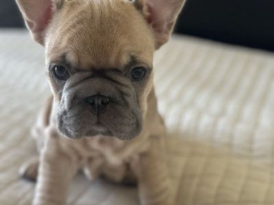 2 BEAUTIFUL AKC Registered French Bulldog Puppies.