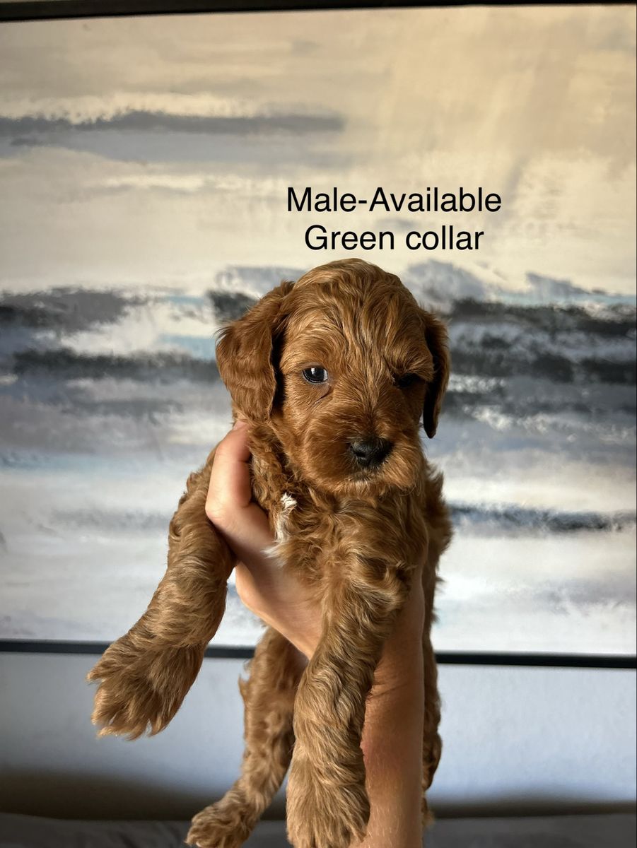Mini Goldendoodles PRICE DROP $900