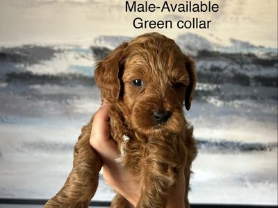 Mini Goldendoodles PRICE DROP $900
