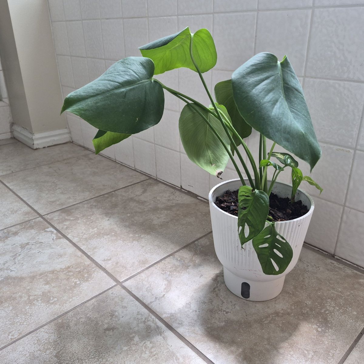 Healthy Monstera Adansonii (Swiss Cheese Plant) in White Pot