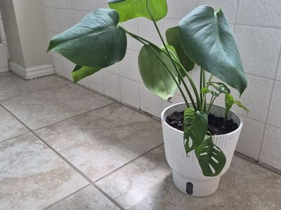 Healthy Monstera Adansonii (Swiss Cheese Plant) in White Pot