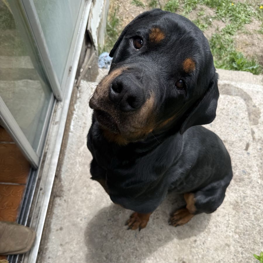 AKC and OFA Certified Rottweiler Stud