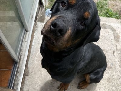 AKC and OFA Certified Rottweiler Stud
