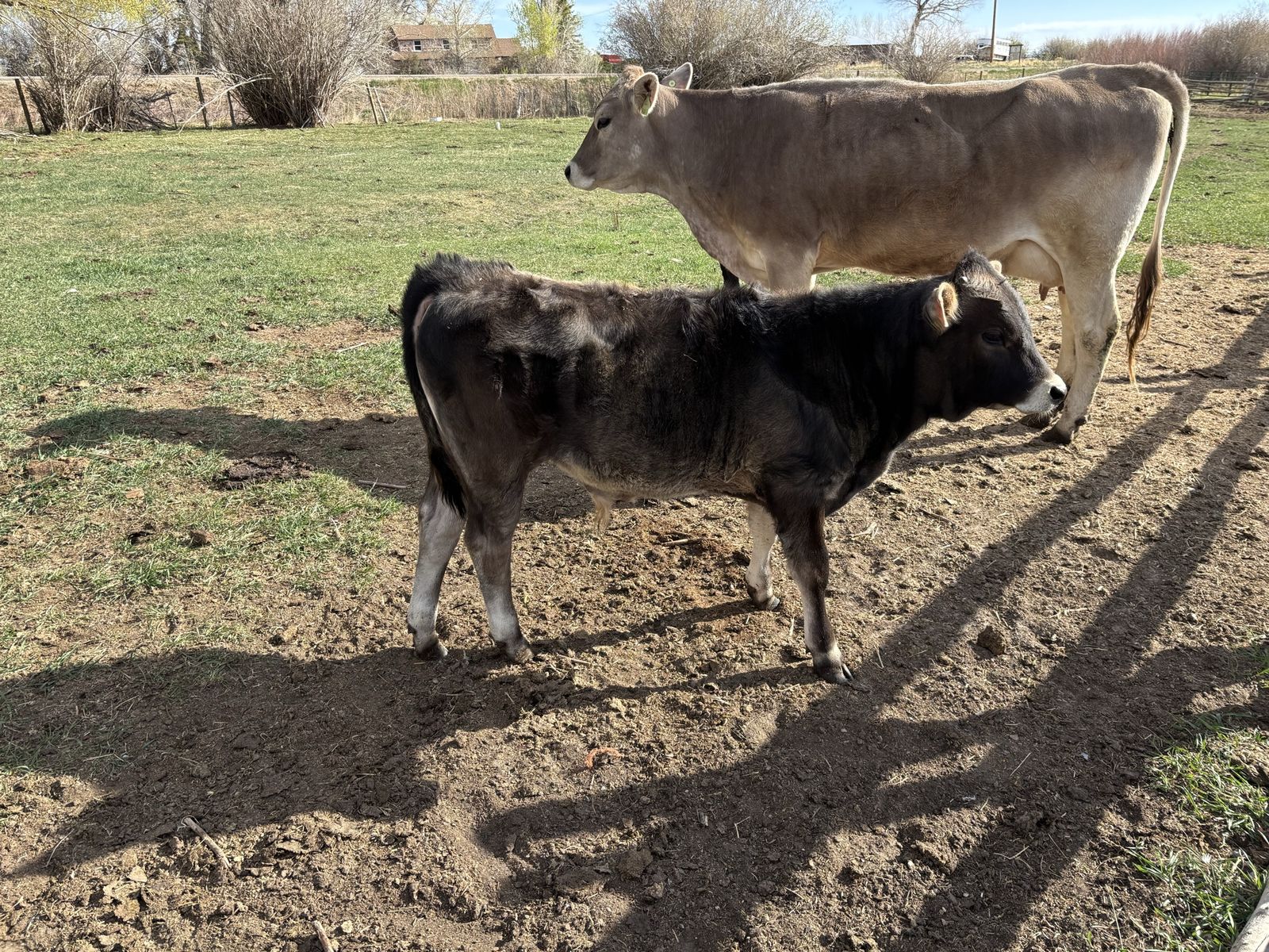 Brown Swiss/Jersey