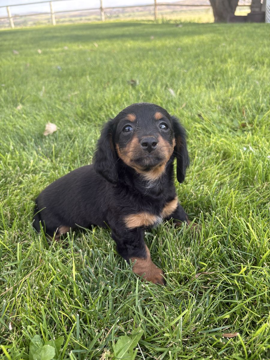 Mini Dachshund Puppies 