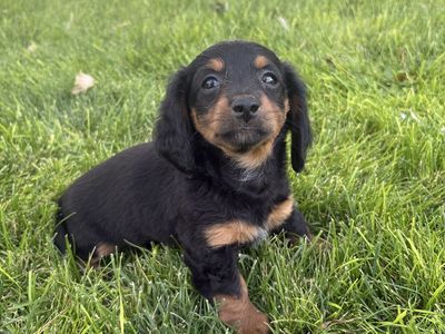Mini Dachshund Puppies