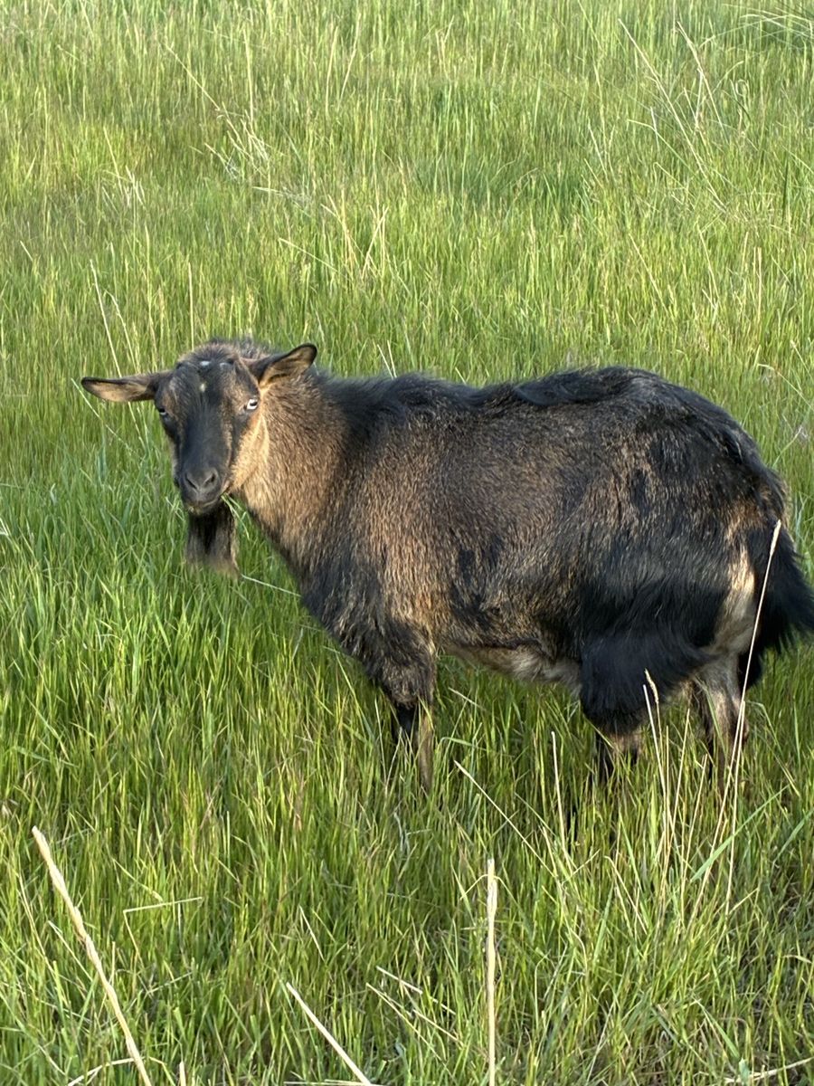 Mini Silky Fainting Doe