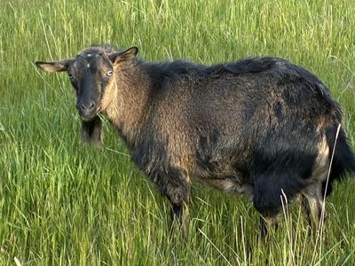 Mini Silky Fainting Doe