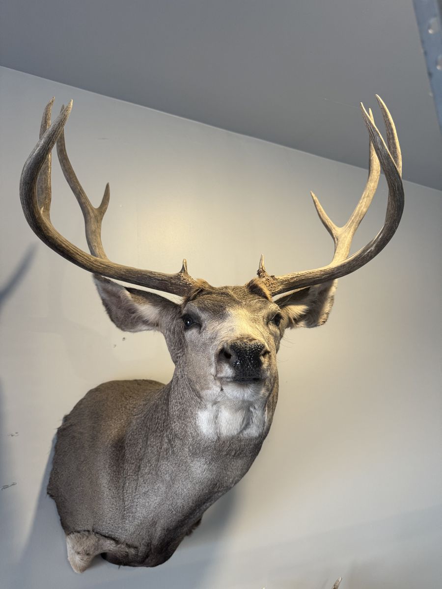Deer Mount