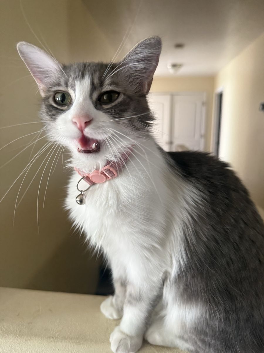 Sweet girl to loving home