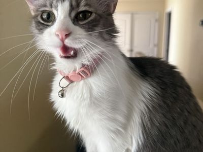 Sweet girl to loving home
