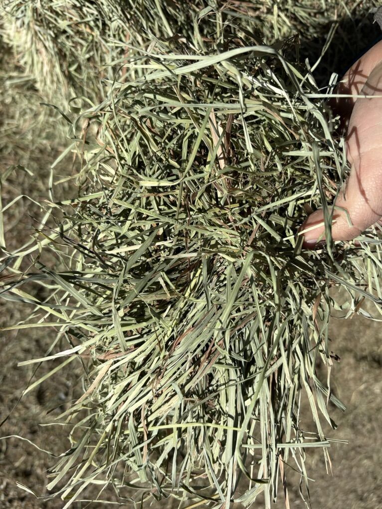 Montana Orchard Grass Bundles
