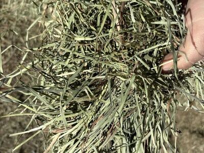 Montana Orchard Grass Bundles