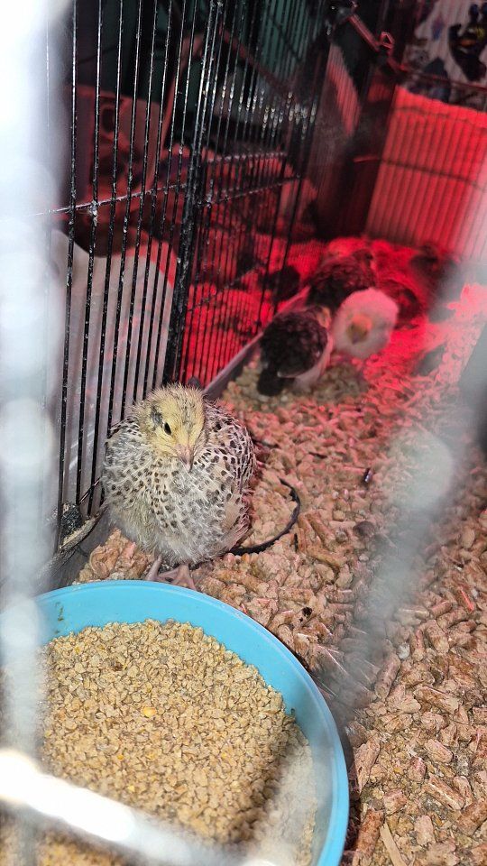Coturnix quail