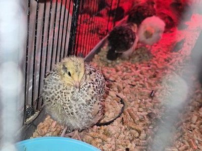 Coturnix quail