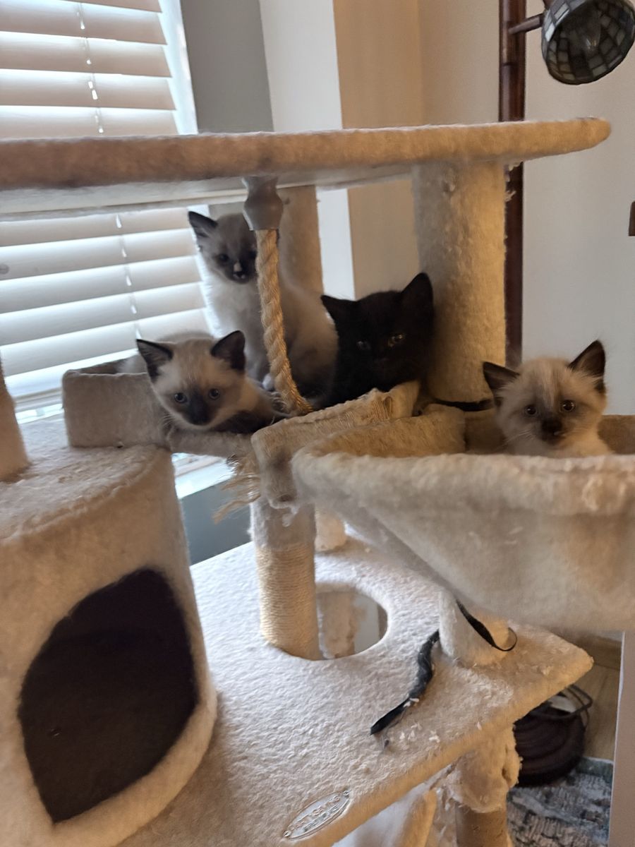 Siamese kittens