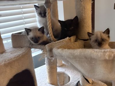 Siamese kittens