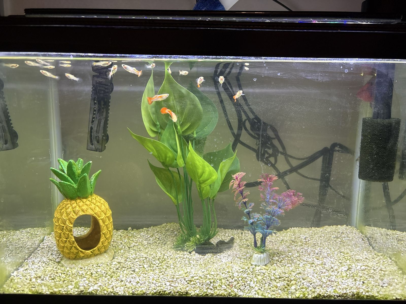 Fancy tailed guppies, males, and females!!