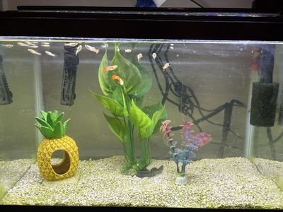 Fancy tailed guppies, males, and females!!