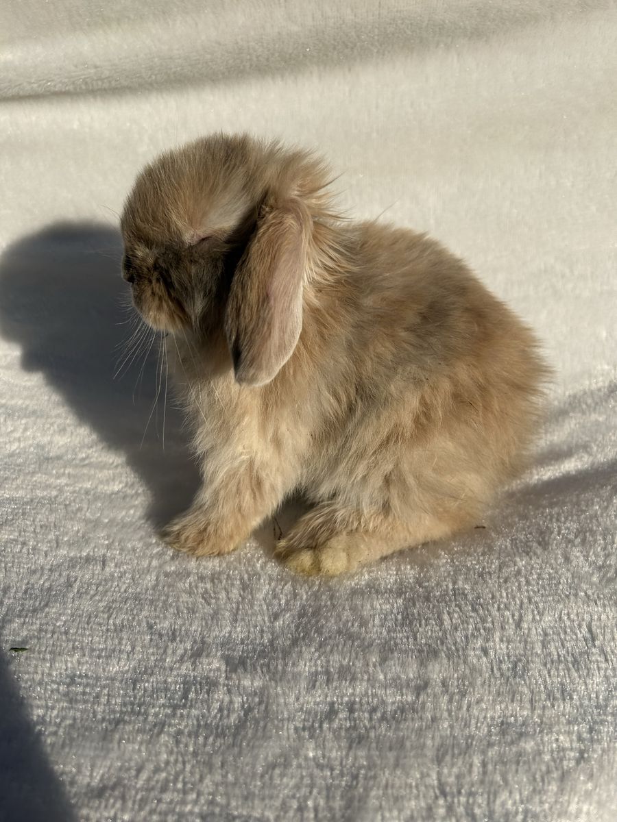 Baby holland lop males!