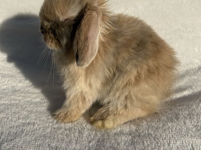 Baby holland lop males!