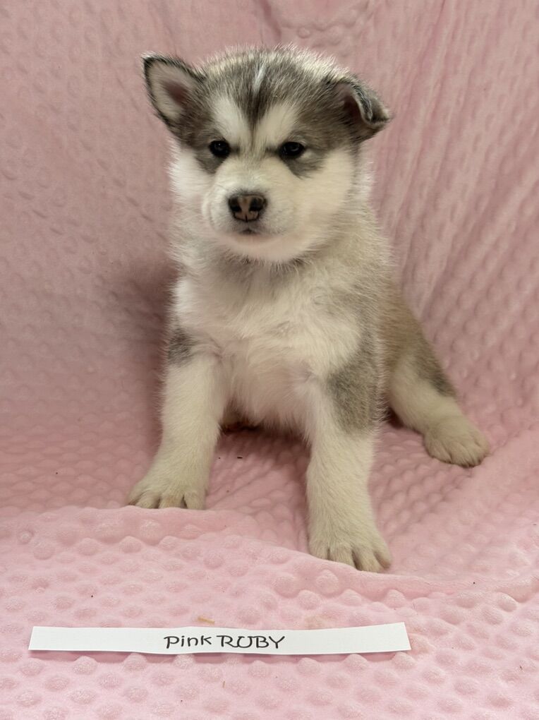 Husky/Malamute Pups