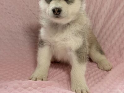 Husky/Malamute Pups