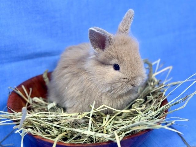 Adorable Baby Lionheads Bunnies Ready for Homes