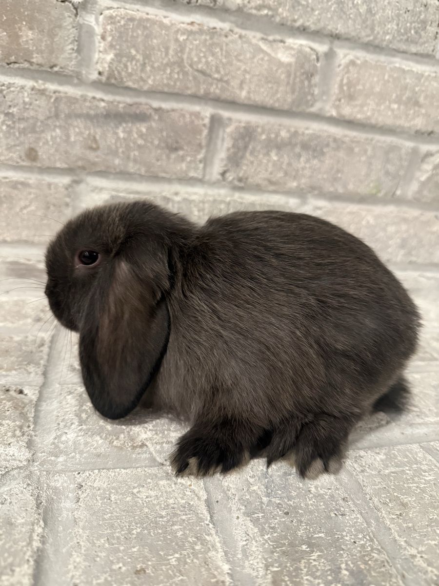 Adorable Holland Lop Bunnies Bunny - Pedigreed
