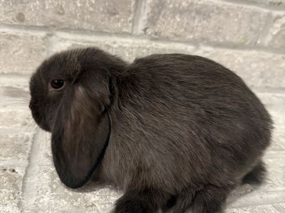 Adorable Holland Lop Bunnies Bunny - Pedigreed