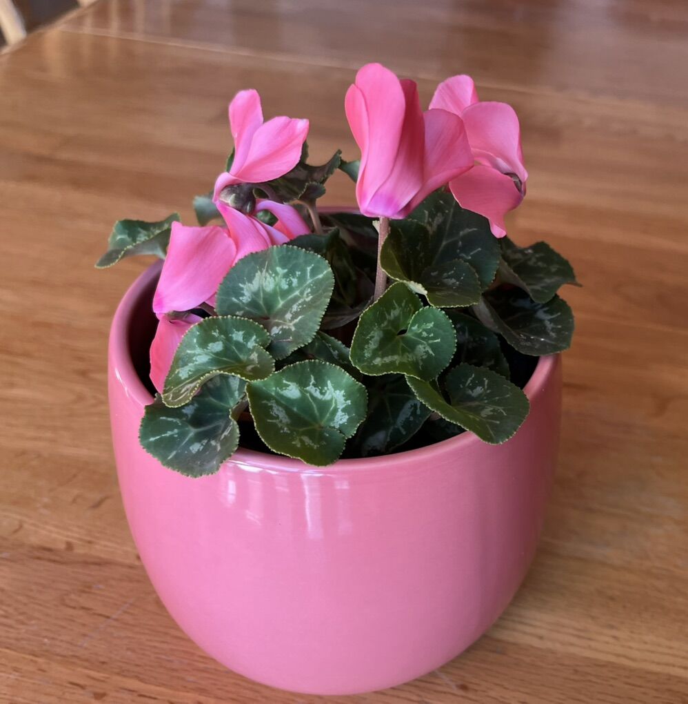 Easy Pet: Blooming Dwarf Cyclamen Plant/Flower