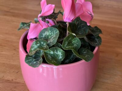 Easy Pet: Blooming Dwarf Cyclamen Plant/Flower
