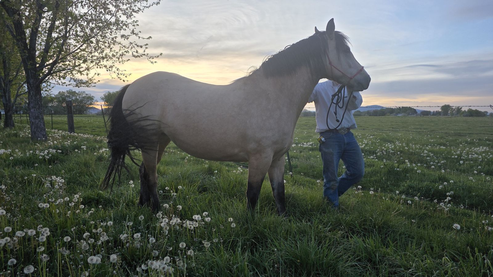 Strawberry - 3 year old Half Draft / Gypsy Vanner