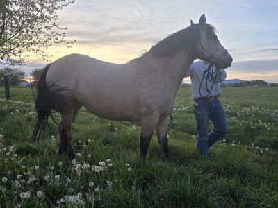 Strawberry - 3 year old Half Draft / Gypsy Vanner