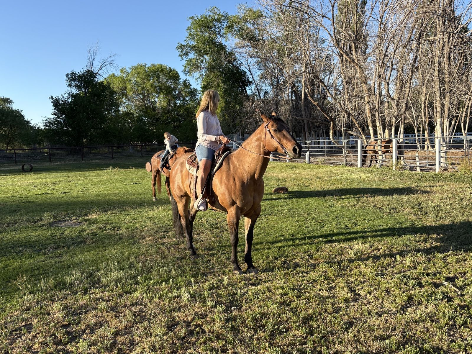 Quarter Horse Mare
