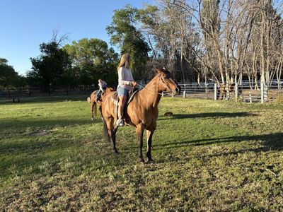 Quarter Horse Mare