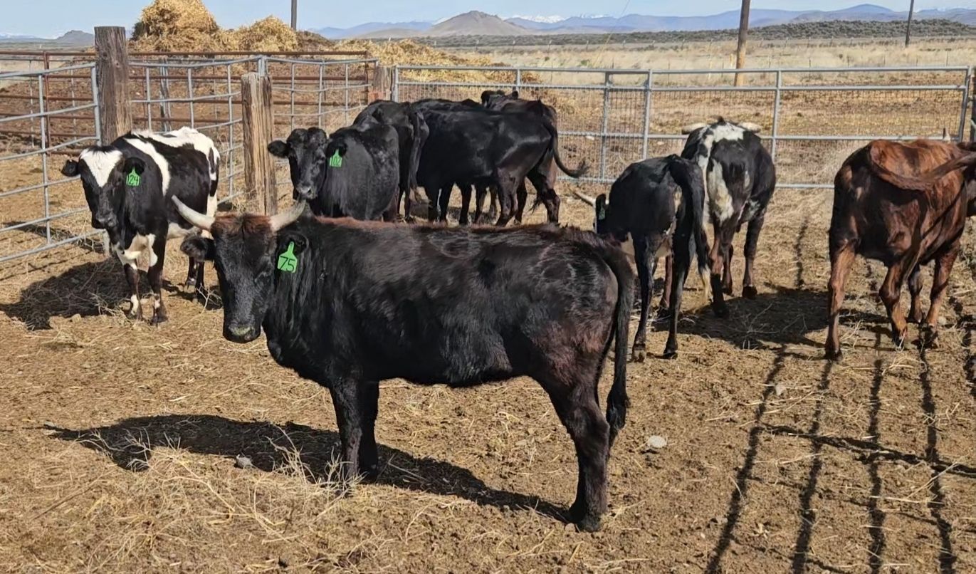 12 hd Corriente cows