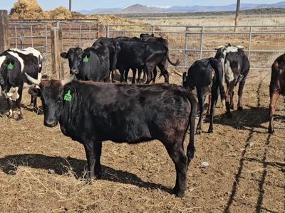 12 hd Corriente cows