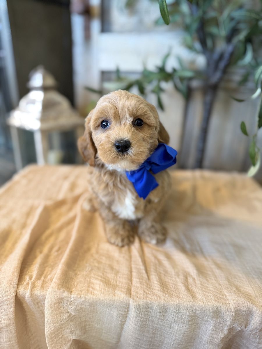 Golden Cavapoo boys